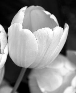 Tulip Flowers Black and White 1