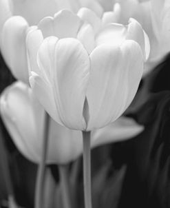 Tulip Flowers Black and White 2