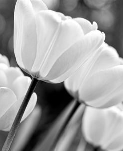 Tulip Flowers Black and White 3