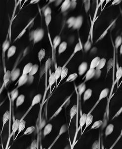 Seed Pods Abstract Black and White