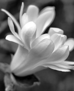 Star Magnolia Flower Macro Black and White