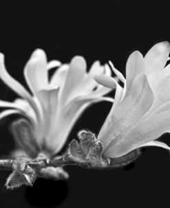 Star Magnolia Flowers Black and White