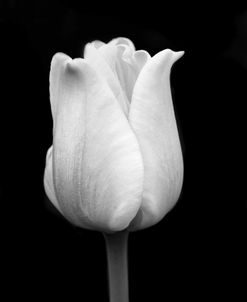 Tulip Flower Macro Black and White 1