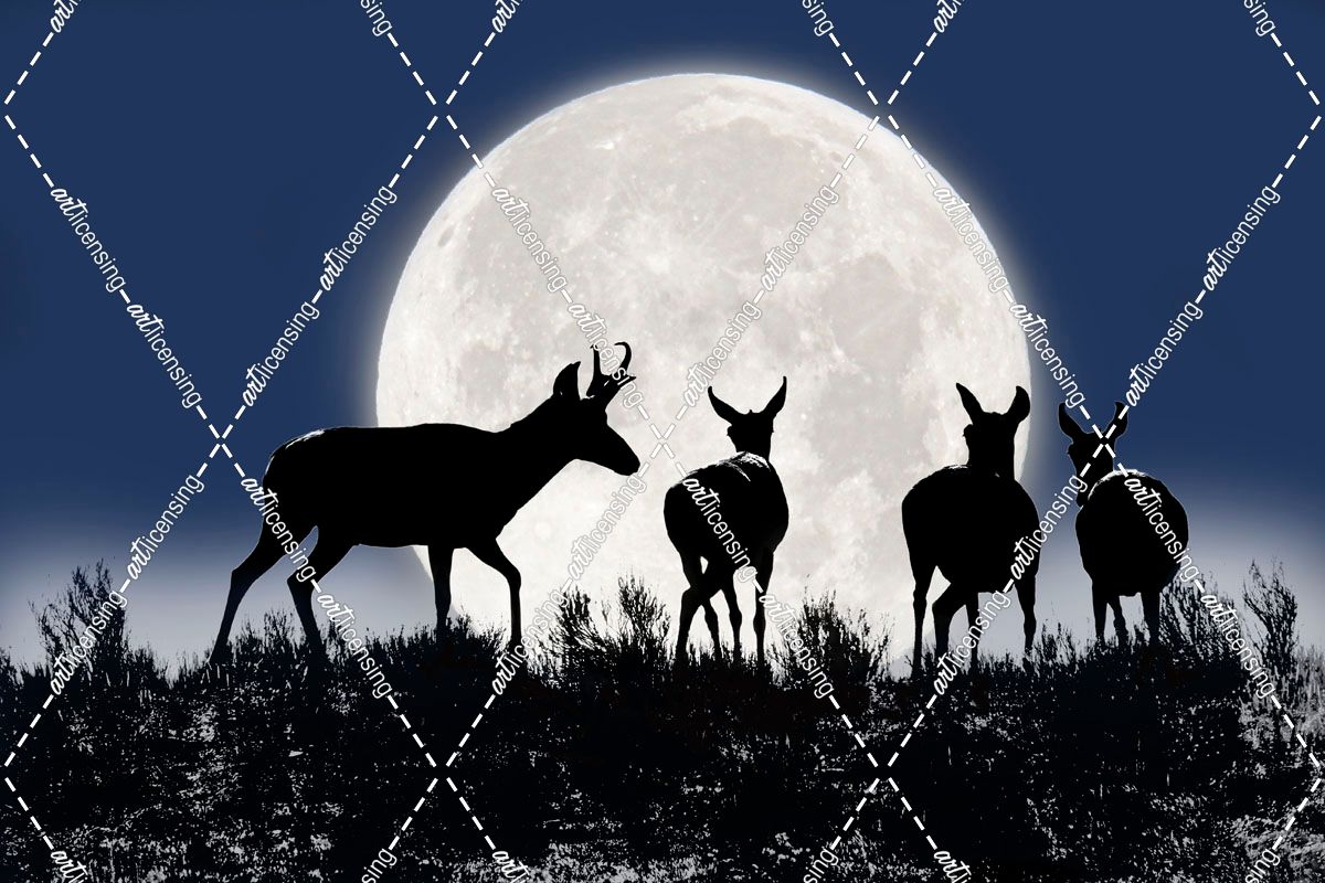 Antelope Pronghorn Silhouettes and Moon