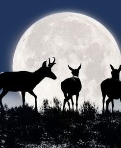 Antelope Pronghorn Silhouettes and Moon