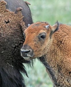 Buffalo Bison and Calf