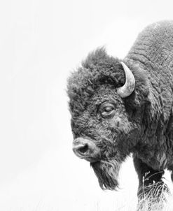 Buffalo Bison Black and White