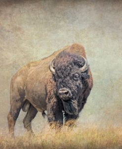 Buffalo Bison on Hill