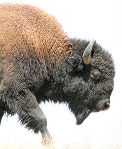 Buffalo Bison Walk