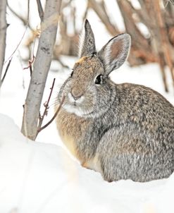 Cottontail Rabbit in Snow 2