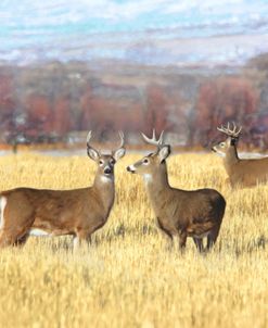 Deer Bucks in Autumn Field