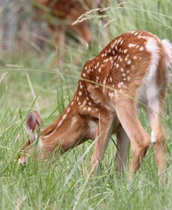 Deer Fawn Eating Spring Grass