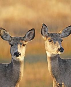 Deer in Autumn