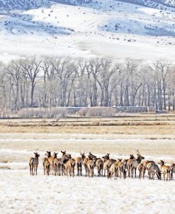 Elk Herd in Winter Landscape