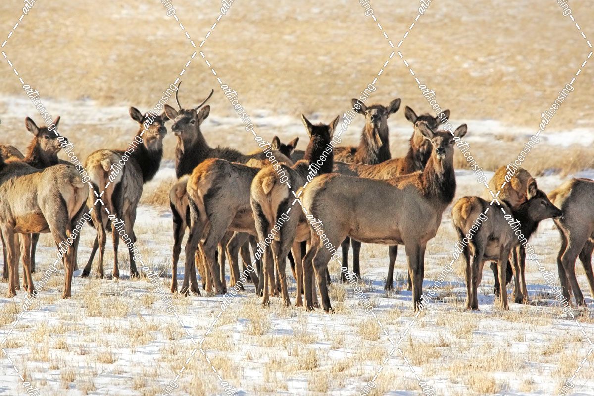 Elk Herd in Winter