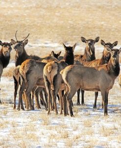 Elk Herd in Winter