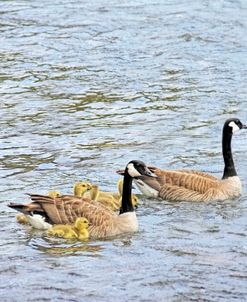 Canada Geese and Goslings on Lake