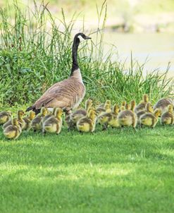 Canada Goose and Goslings