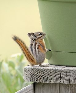 Chipmunk and Flower Pot