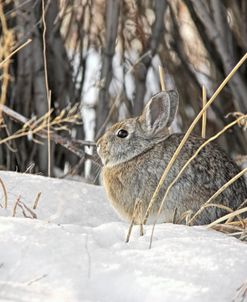 Cottontail Rabbit in Snow 1