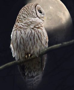 Owl and Moon