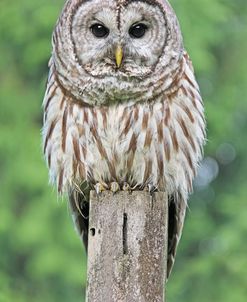 Owl on Fence Post