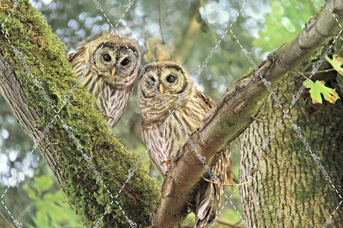Owlet Twins in the Forest