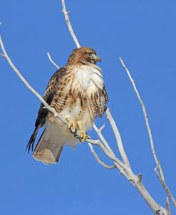 Red-Tail Hawk in Tree