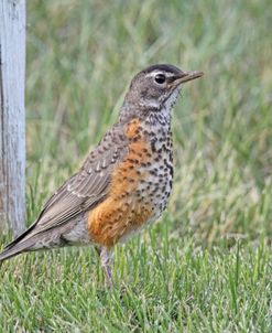 Robin Bird in Grass