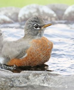 Robin in Bird Bath