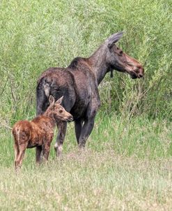 Moose and Baby Calf