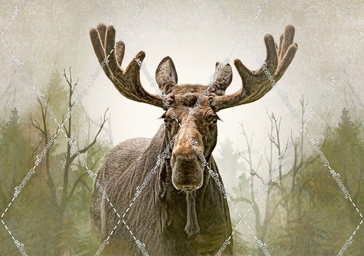 Moose in the Woodland Forest