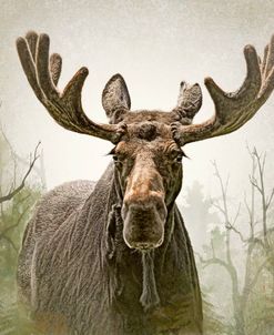 Moose in the Woodland Forest