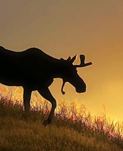 Moose Walking Silhouette