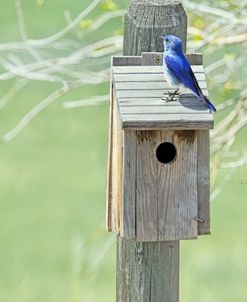 Nesting Box with Bluebird