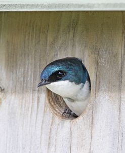Tree Swallow Bird in Nesting Box