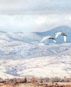 Trumpeter Swans Winter Flight