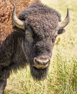 Buffalo Bison in Field