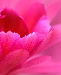 Pink Flower Petals