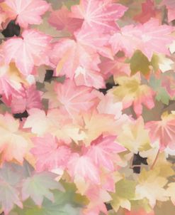 Pink Leaves Melody