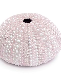 Pink Sea Urchin Shell