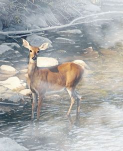 Deer in Misty Waters