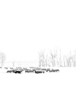 Black Cattle in Snow 3