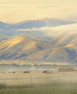 Cattle in Misty Landscape