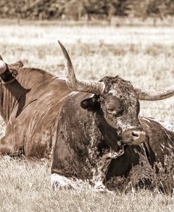 Cattle Long Horn Sepia Browns