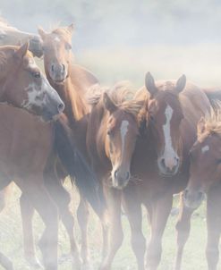 Horses in the Mist