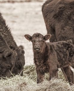 Little Brown Calf and Cows