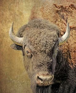American Buffalo Portrait Rustic