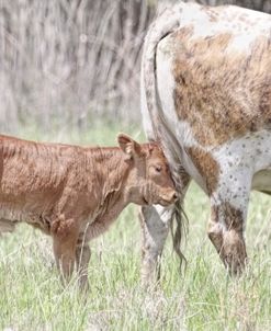 Little Calf and Cow