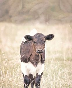 Little Calf in Pasture